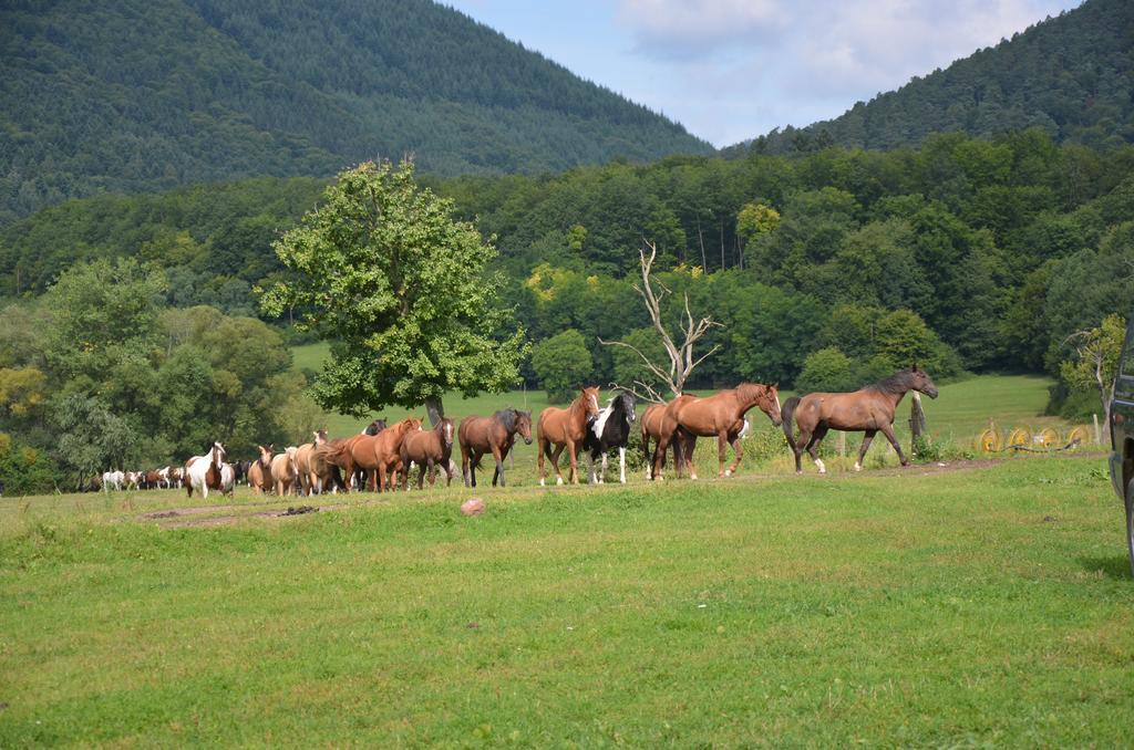 Le Neufeld Bed & Breakfast Oberhaslach Dış mekan fotoğraf